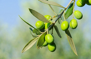 Analysis of the Tunisian olive oil industry