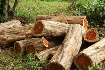 Wood exports Review of Angola