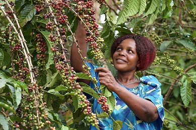 Ugandan February coffee exports rise at fastest rate in 28 months