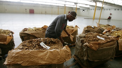 Zimbabwean Tobacco sales reach record high in 2019 