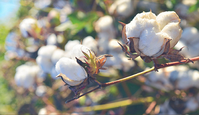 Cotton production in Ethiopia