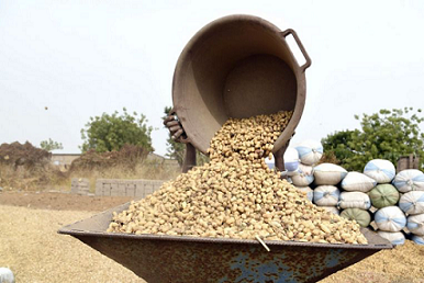 The Senegalese Groundnut Story