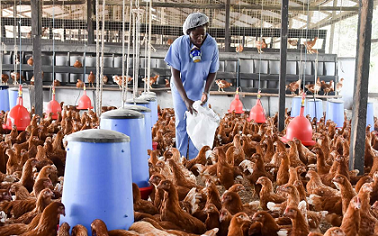 Poultry Sector in Ghana: A Review