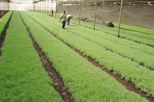 Tanzania：Government orders foreign firms to buy produce from auctions