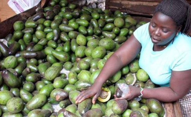 Tanzania: Avocados Go From Zero to Sh28bn-a-Year Crop