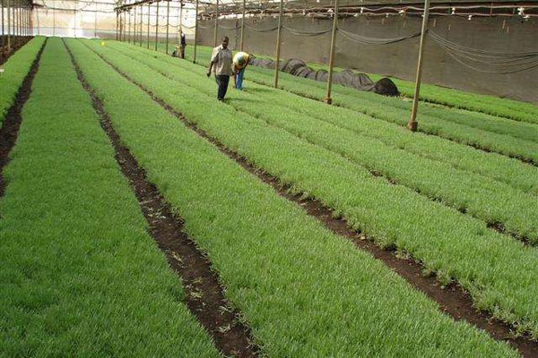 Tanzania: Horticulture exports hurt by border closure