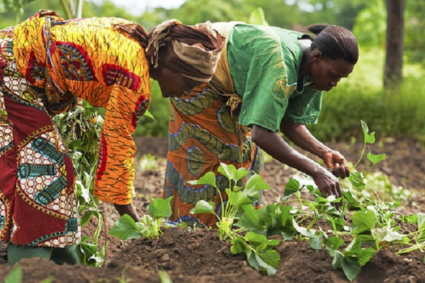 Ghana:Damwaateon farmers appeal for inclusion in PFJ programme