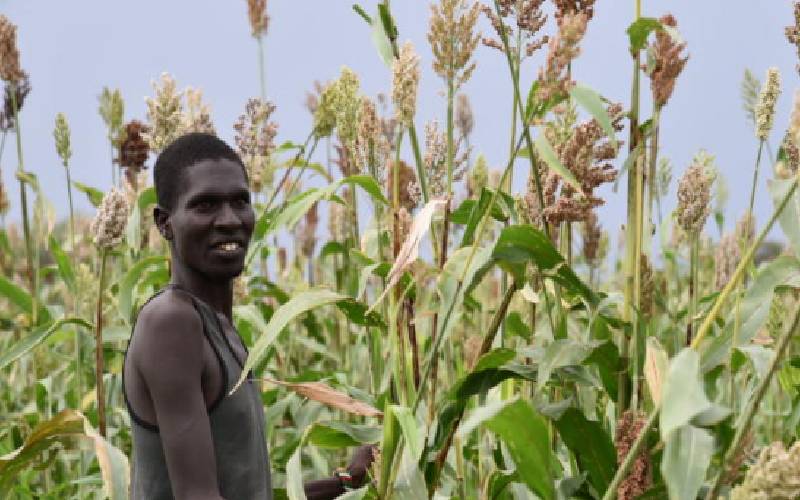 Kenya:Sorghum farmers to lose income over 'keg' tax proposals