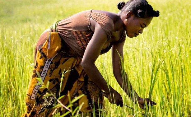 Africa: The Women Championing Agricultural Transformation