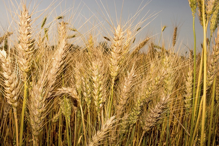 Morocco:North African Wheat Production Drops By 60%