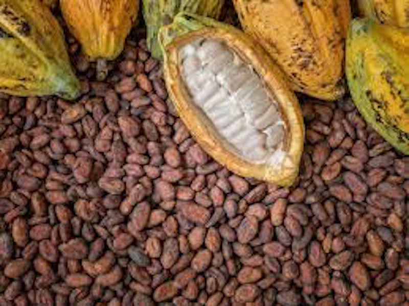 Weather Boosts Ivory Coast Cocoa