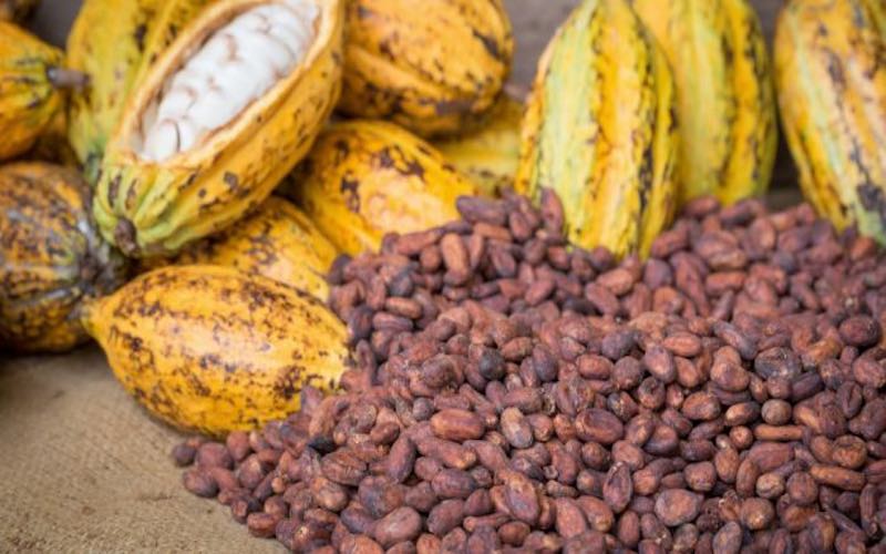 Ivory Coast and Ghana to Partner on Cocoa