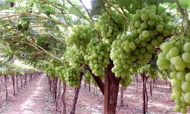 Egypt: Grapes export doubled in 1 month