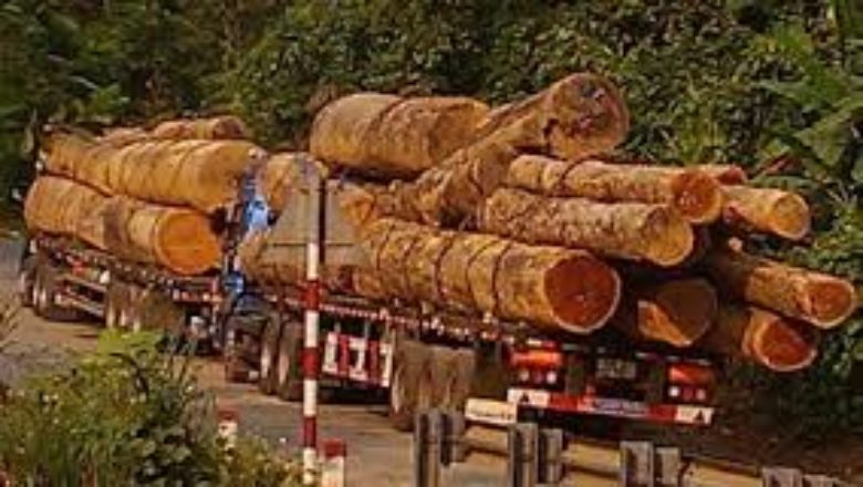 Cameroon: Exportation of unprocessed timber banned from 2022