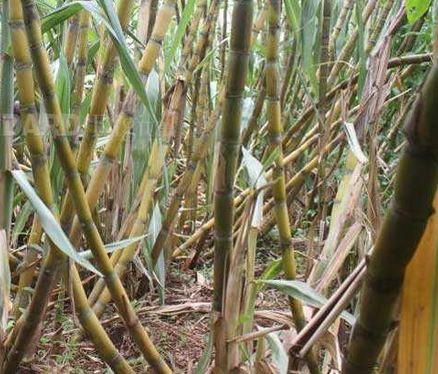 Kenya:Raila Odinga drums support for leasing of sugar factories