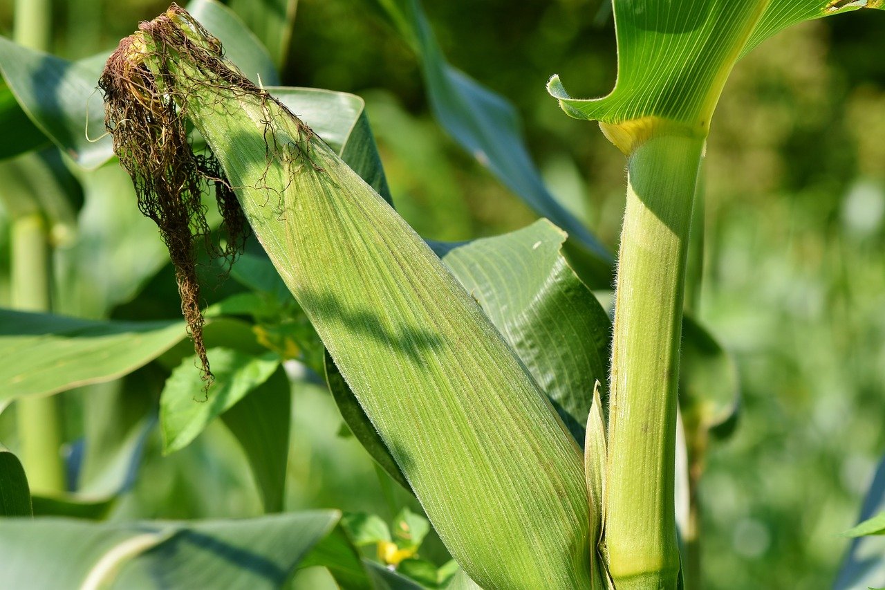 Kenya: Biotechnology Maize To Be Introduced By 2023