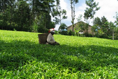 Kenya: Things Looking Up For Tea Farmers