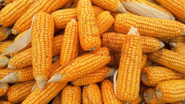 Nigeria to Boost Maize Output