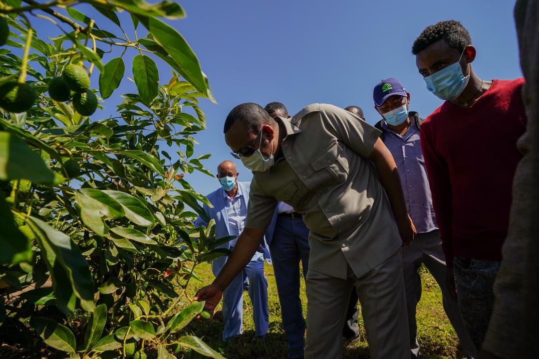 PM Visits Cultivation of Wheat, Avocado Using Koga Irrigation Scheme