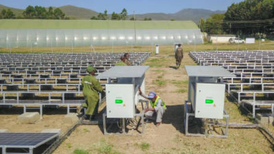 Flower farms switch to solar energy as electricity prices soar