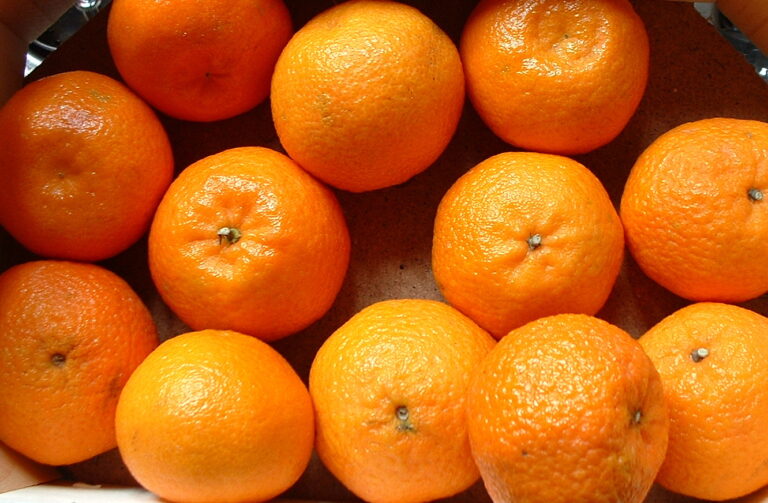 Morocco Becomes Third Biggest Exporter of Mandarins