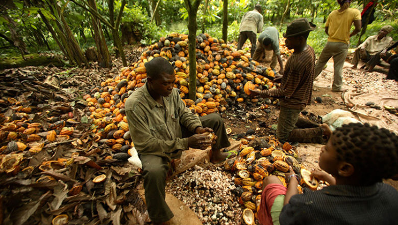 Cameroon: 267 cocoa farmers receive FCFA 16.7M for best agricultural practices