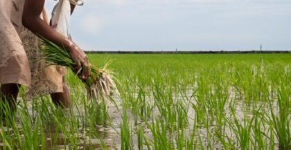 OCP Africa partners with IsDB to boost rice output in Côte d'Ivoire