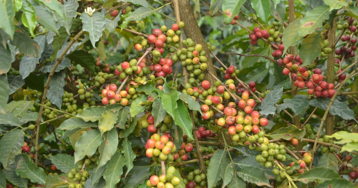 Coffee Farmers Praise Reforms As Pay Improves