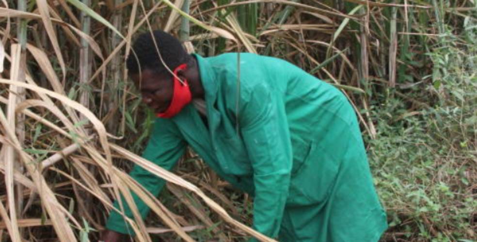 No sweet reprieve for bitter Migori cane farmers