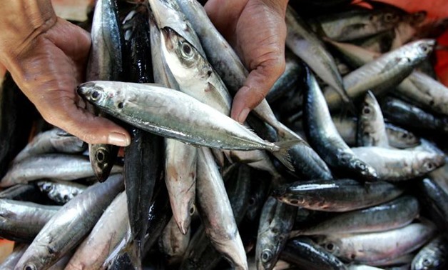 Egypt, US discuss boosting cooperation in fish farming