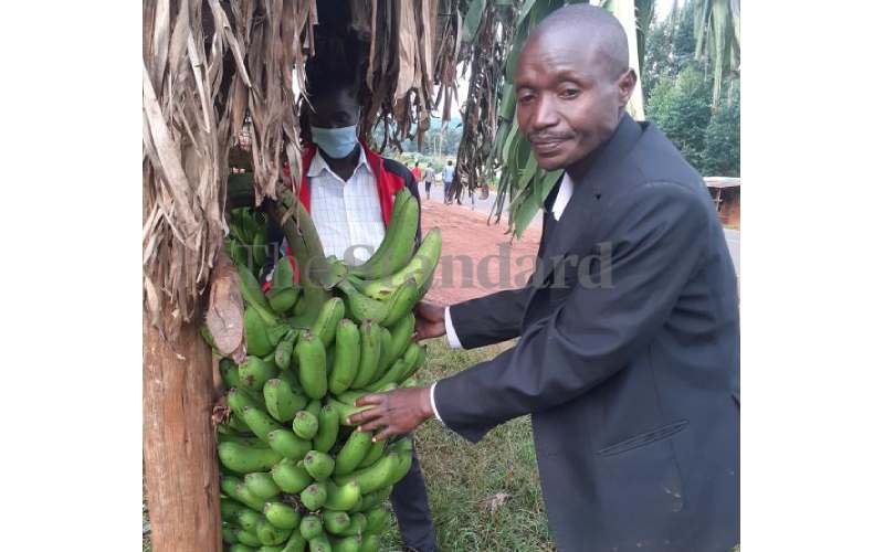 Hope for farmers as Koreans go bananas for Kenyan fruit