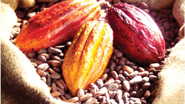 Cocobod borrows ¢11.7 billion to finance cocoa purchases; production exceeds target