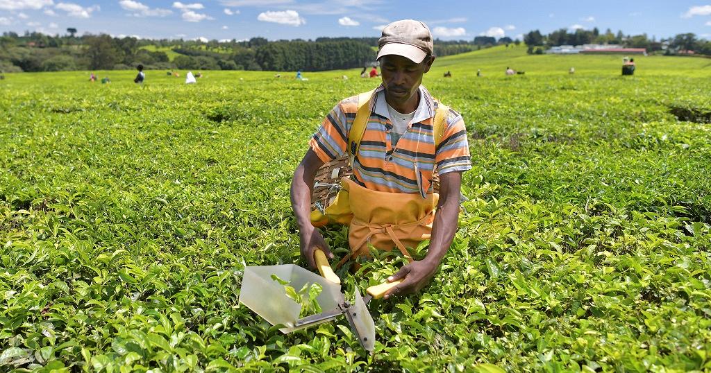 Kenya tea growers shift to produce pineapple as climate change bites