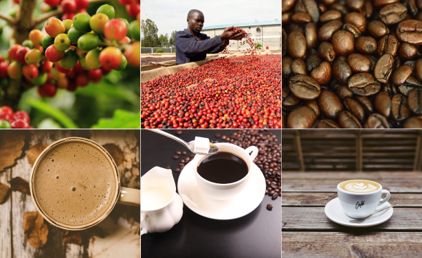 Wake Up, Smell the Uganda Coffee as Exports Hit 30-Year Record
