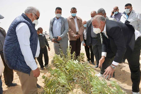 One of Egypt's most arid governorates plans to be main producer of jojoba oil