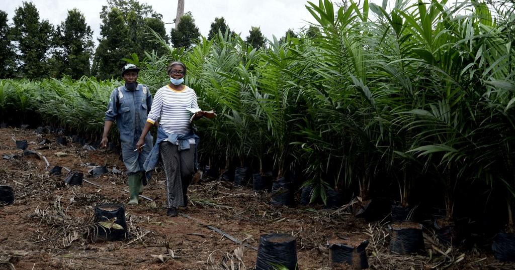 Nigeria battles to revive ailing oil palm sector