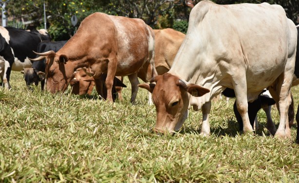 How a Grass Found In Africa Could Transform Cow Milk Industry