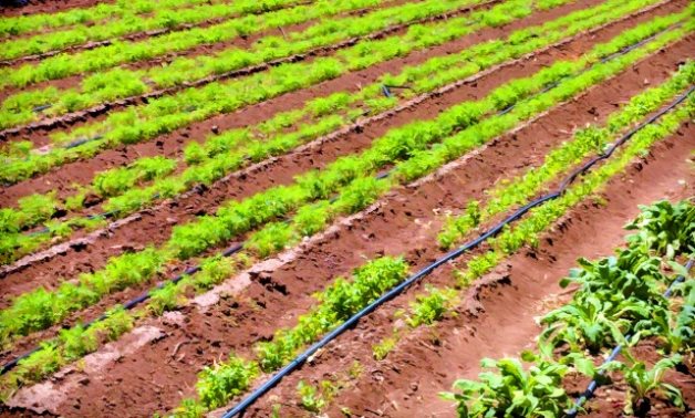 Egypt targets raising agricultural GDP by 11% in FY2021/22