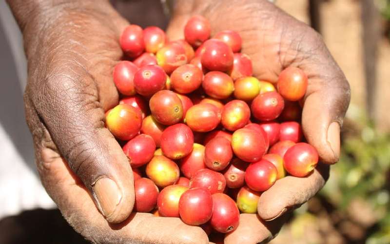 Coffee farmers double earnings with Kenya's first direct export