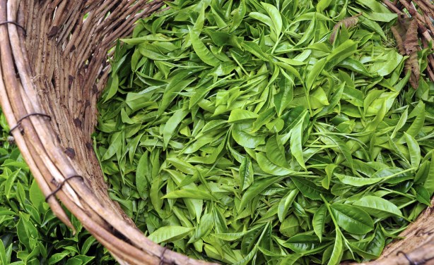 Rwanda's Largest Tea Factory Given to Smallholder Farmers