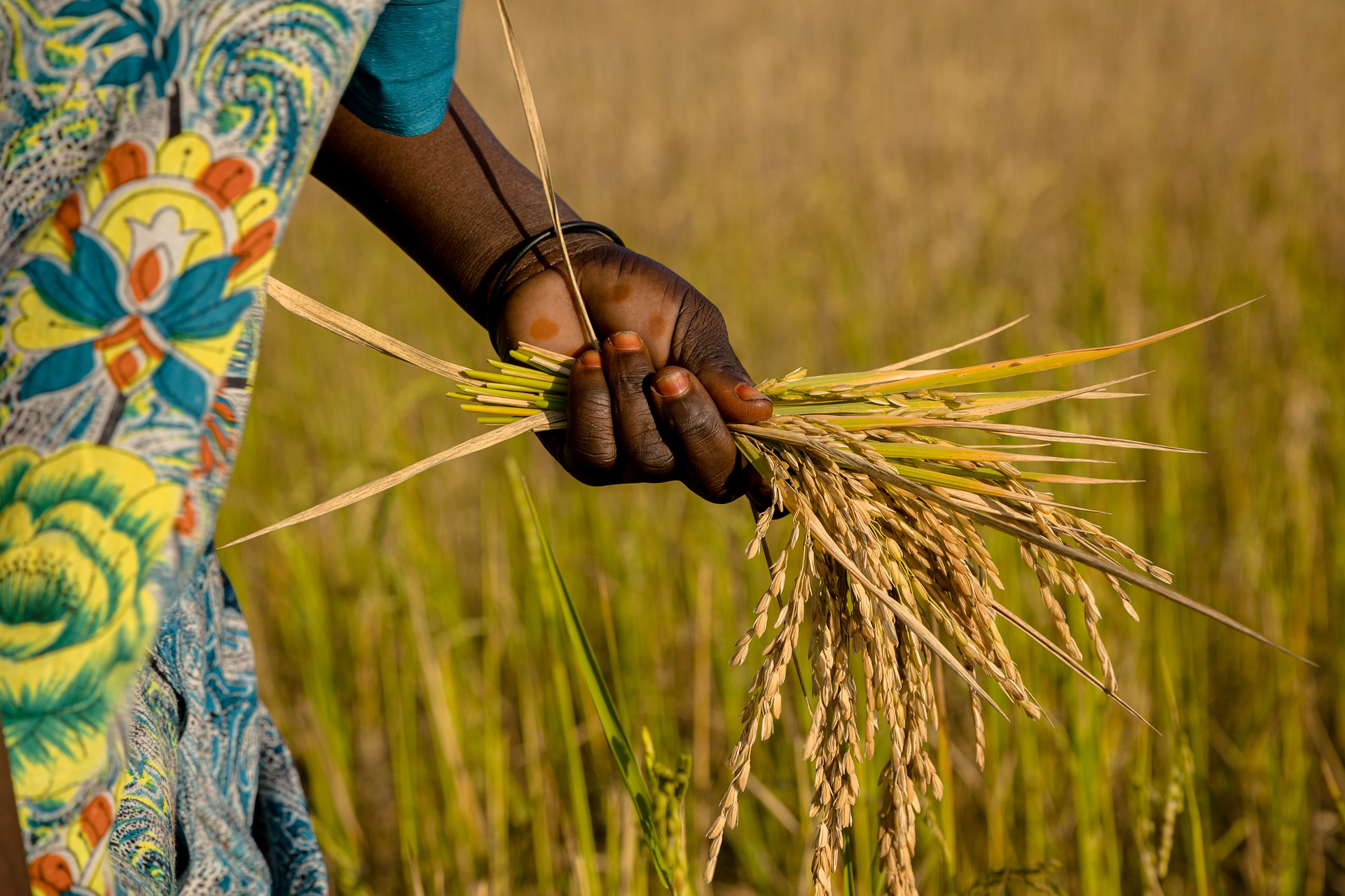 Empowering Local Rice Farmers to Achieve Food Security