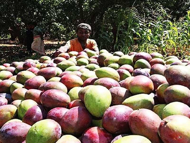 Ghana's mango export grows 28 per cent to hit $64.6m in 2021