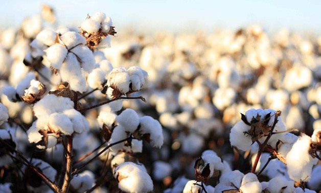 Egyptian cotton exports hit 60K tons at $380M in 2021