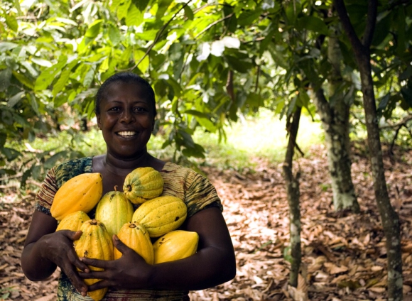 Government increases cocoa price by 21% to ¢800 a bag