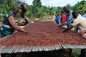 Côte d'Ivoire, Ghana cocoa growers step up fight to improve farmers' pay