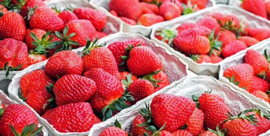 Morocco's Strawberry Export Revenues Reach Up to $70 Million Annually
