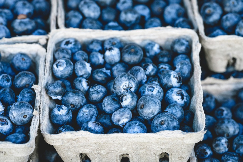 Morocco: 4th Largest Blueberry Exporter Worldwide
