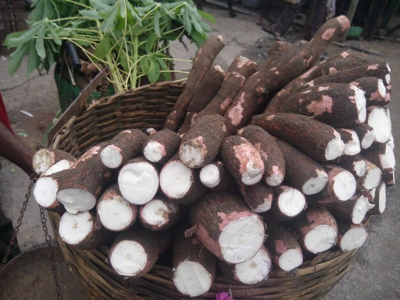 GAEC launches‘Cassava Week’celebration
