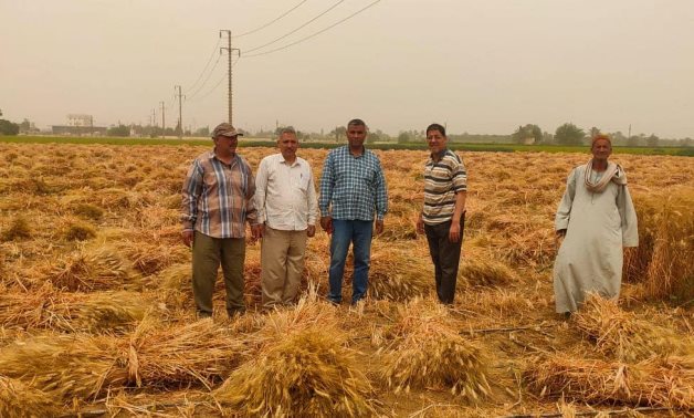 Egypt allocates 45 billion EGP to purchase local wheat from farmers
