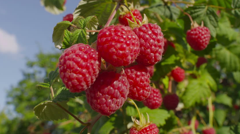 Morocco, 3rd World Exporter of Fresh Raspberries